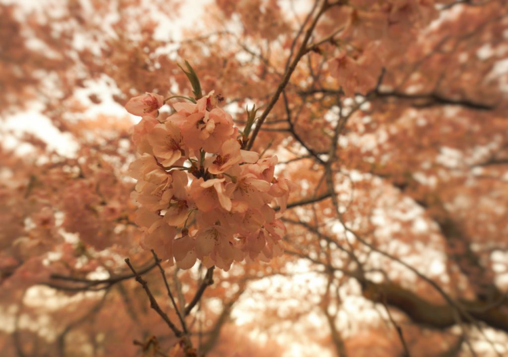 日本三大桜のタカトオコヒガンザクラを観に行こう