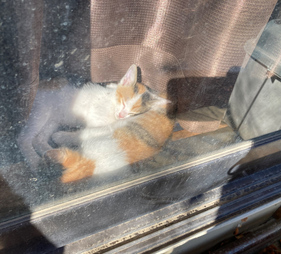 窓辺で育つ猫